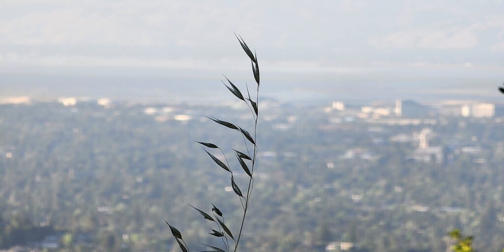 Grass in foreground with Silicon Valley cityscape blurred in background